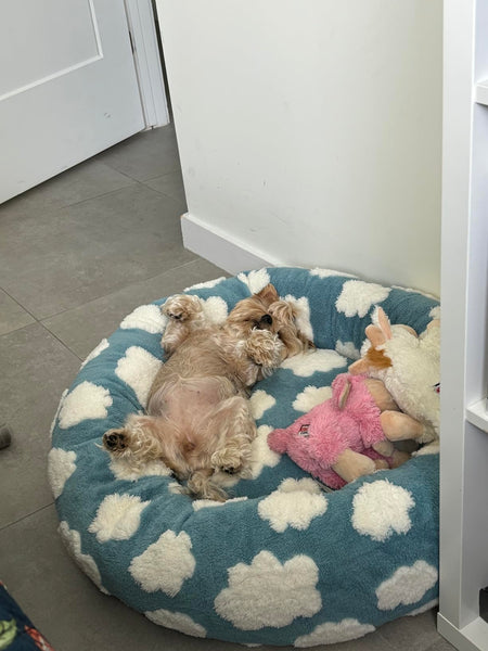 ☁️WOOFWAYZ Dream Bed☁️