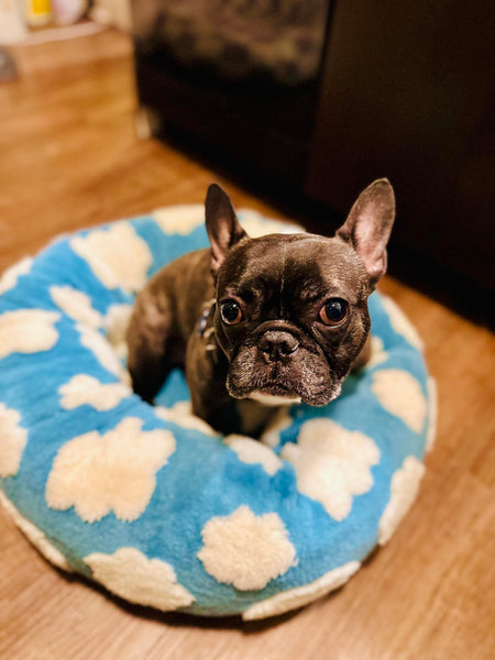 ☁️WOOFWAYZ Dream Bed☁️