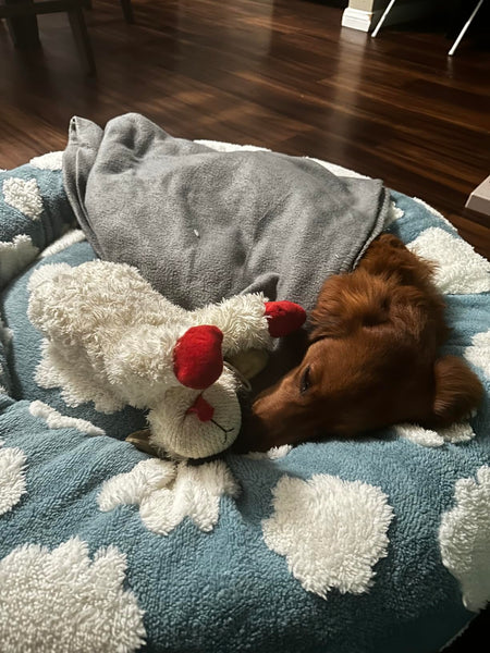 ☁️WOOFWAYZ Dream Bed☁️