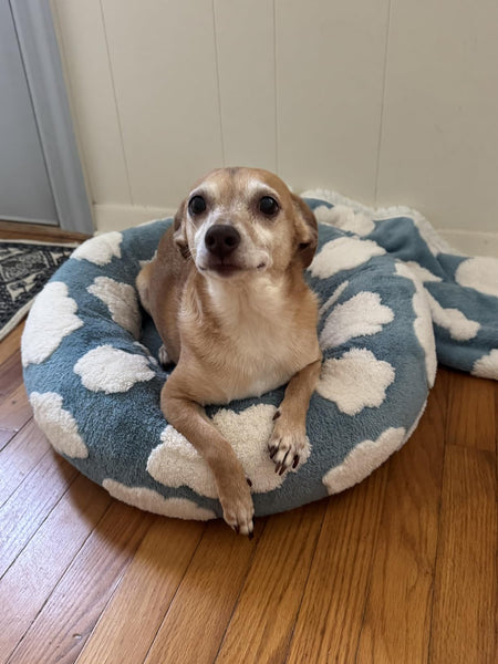 ☁️WOOFWAYZ Dream Bed☁️
