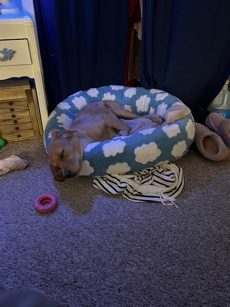 ☁️WOOFWAYZ Dream Bed☁️