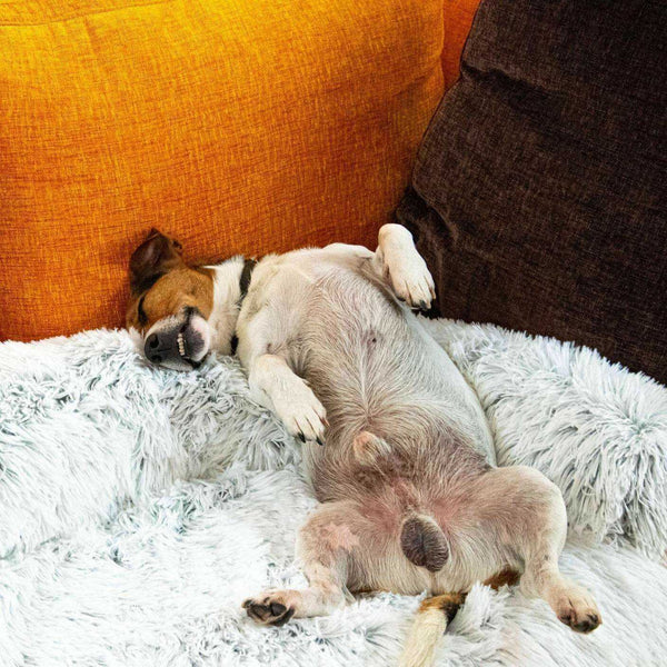 WOOFWAYZ™ Cloud Furniture Protector©