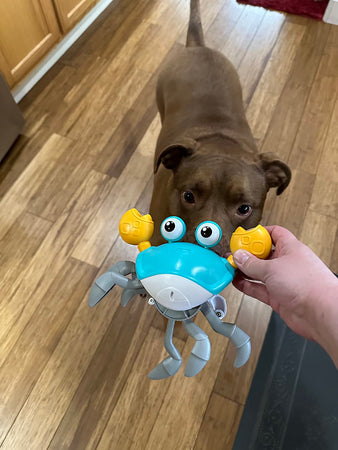 WOOFWAYZ Interactive Crab