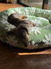 WOOFWAYZ Flower Pedal Calming Bed