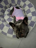 WOOFWAYZ Lavender Checkered Calming Bed