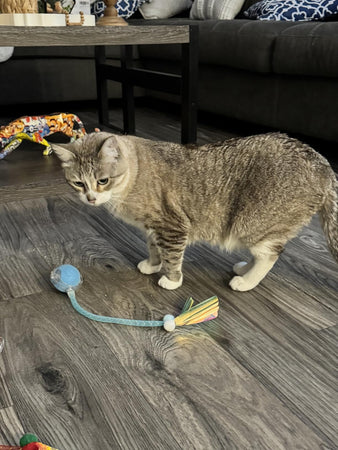 WOOFWAYZ Cativate Rolling Ball
