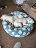 ☁️ WOOFWAYZ Cloud Bed ☁️