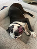 WOOFWAYZ Boucle Bed