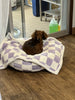 WOOFWAYZ Lavender Checkered Calming Bed