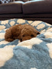 ☁️ WOOFWAYZ Cloud Bed ☁️