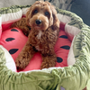 WOOFWAYZ Watermelon Mat