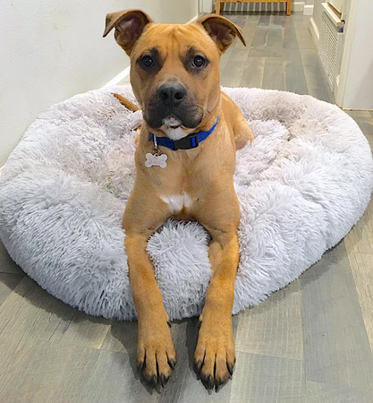 WOOFWAYZ™ CALMING BED©